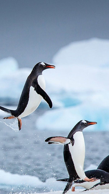 Penguin , Adorable creatures, Nature's wonders, Penguin beauty HD phone wallpaper