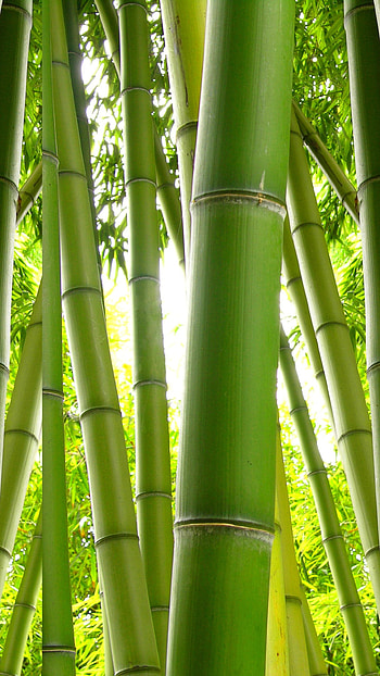 Earth bamboo, Pin by Yeong, Fotos trees, Bamboo plants HD phone wallpaper