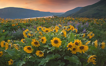 Plants, Landscape, Flowers, Fields, Sunflowers, Mountains HD wallpaper