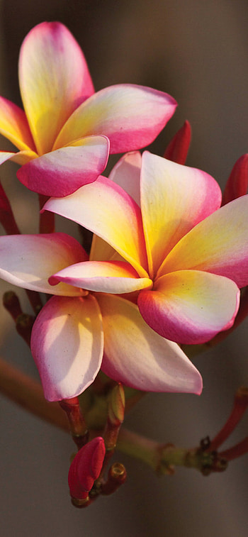 Plumeria in Thailand, , Exotic and vibrant, Tropical paradise HD phone wallpaper