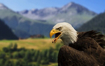 Bald Hawk , hawk, birds, predator HD wallpaper