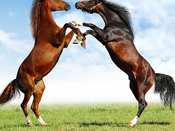 Fight of Horses, horses, fight HD wallpaper