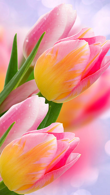 Tulip (Nature), Flowers tulips, nature, Page 711 HD phone wallpaper