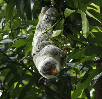 Cuscus (Animal), Unique marsupial, Tree-dwelling creature, Indigenous to Indonesia HD wallpaper