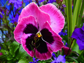Perfection, pansy, pink, black, flower HD wallpaper