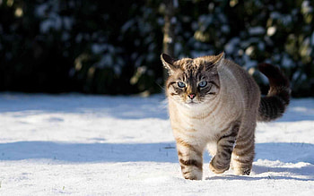 Animals, Cats HD wallpaper