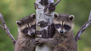 Raccoon babies climbing up a tree, Animal, raccoon HD wallpaper
