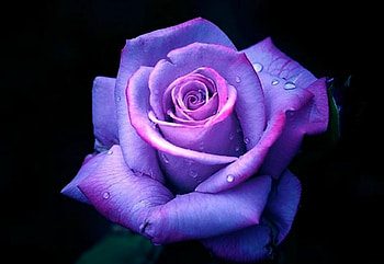 ROSE, PETALS, FLOWER, NATURE, COLORS HD wallpaper