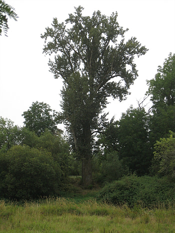 Largest black cottonwood, United States record, Marion County, Exceptional trees HD phone wallpaper