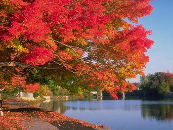 Fall Time, nature, peaceful, lake, fall HD wallpaper