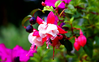 Red White Flowers, white, petals, red, nature, flowers HD wallpaper