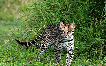 Animals, Grass, Stroll, Fishing Cat, Cat-Fisherman HD wallpaper