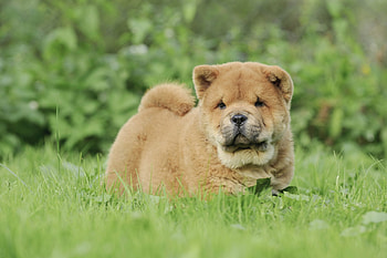 Chow Chow facts, Essential knowledge, Greenfield puppies, Dog breed HD wallpaper