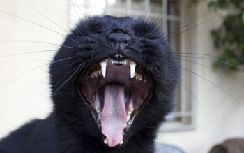 Cat, teeth, black cat, black, window, house HD wallpaper