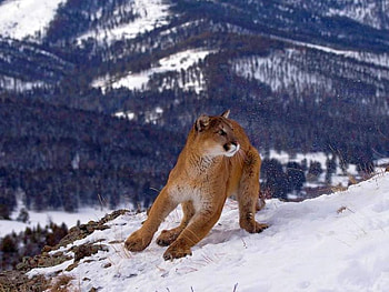Cougar , cool, puma-concolor, , cougar HD wallpaper