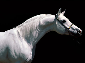 Animals, Horses HD wallpaper