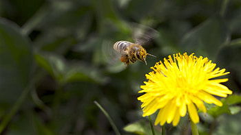 Flower, Macro, Bee, Pollination HD wallpaper