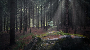 Forest, nature, rocks, tree HD wallpaper