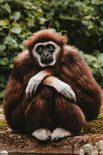Animals, Sweetheart, Nice, Is Sitting, Sits, Pensive, Gibbon HD phone wallpaper