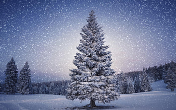 Landscape, Winter, Trees, Snow, Fir-Trees HD wallpaper