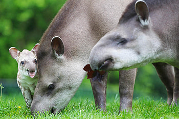 Baby Tapir, Adorable addition, Dublin Zoo, Cute animal HD wallpaper