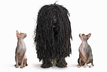 Bergamasco dog, Waxing or sugaring, Hairy situation, New York Times HD wallpaper