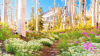 Vista Ridge, Oregon, blossoms, trees, flowers, spring, mountain, usa HD wallpaper