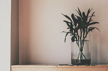 Flowers, Leaves, Plant, Vase HD wallpaper