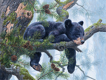 sleeping bear, bears, blackbears, black, animals HD wallpaper