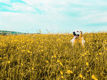 Animals, Flowers, Dog, Field, Nice, Sweetheart, Protruding Tongue, Tongue Stuck Out HD wallpaper