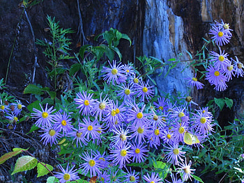 Blue star, star, blue, nature, flower HD wallpaper