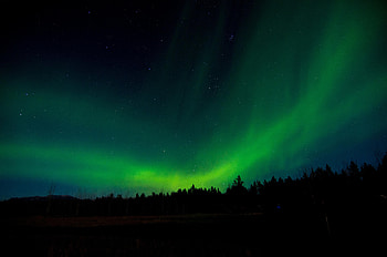 Nature, Trees, Sky, Night, Northern Lights, Aurora Borealis HD wallpaper