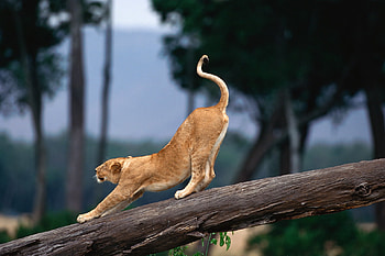 Loin Cub Stretching, africa, stretch, cat, lion, wild HD wallpaper