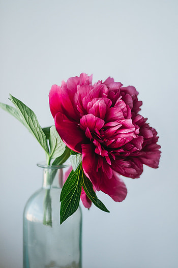 Flowers, Pink, Flower, Glass, Vase, Pion, Peony HD phone wallpaper
