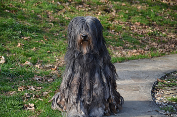 Bergamasco, Care and grooming, Shepherd association, Canada HD wallpaper