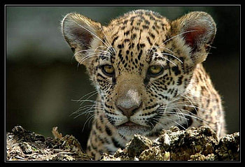 ON THE LURK, leopard, wildlife, cub, baby, feline HD wallpaper