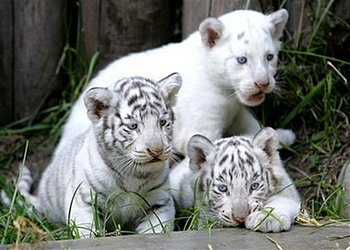 Tiger cubs, grass, white, black, cubs HD wallpaper