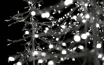 Fairy Lights, Black and white, Tree illuminated, Christmas ambiance HD wallpaper