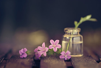 Flowers, Belka, Macro, Style HD wallpaper