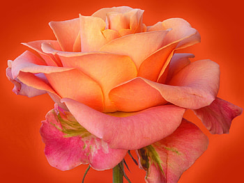 Peace Rose, peace, pinks, flower, beauty, rose HD wallpaper
