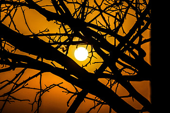 Nature, Sunset, Sky, Sun, Silhouette, Branches HD wallpaper