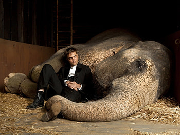 Cinema, Animals, People, Actors, Men, Elephants, Robert Pattinson HD wallpaper