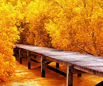 ✿⊱•╮Autumn╭•⊰✿, trees, autumn, nature, fall HD wallpaper