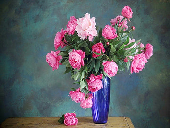 Peonies in blue, blue, vase, pink, peonies HD wallpaper