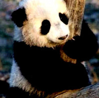 panda in a tree, in, tree, panda HD wallpaper