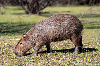 Capybara, Lent food, Friday meals, Ok to eat HD wallpaper