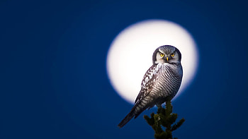 Hawk Owl in Moonlight, night, moon, bird, raptor HD wallpaper