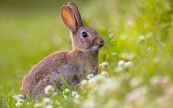 Rabbit, bunny, animal, meadow HD wallpaper