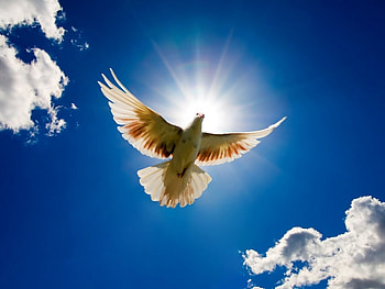 Animals, Birds HD wallpaper