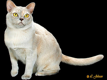 Burmese cat, burmese, animal, kitten, cat, feline HD wallpaper